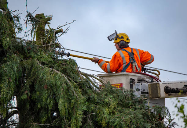 How Our Tree Care Process Works  in  Elmont, NY