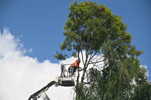 Best Storm Damage Tree Cleanup  in Elmont, NY