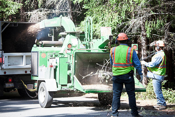 Reliable Elmont, NY Tree Services Solutions